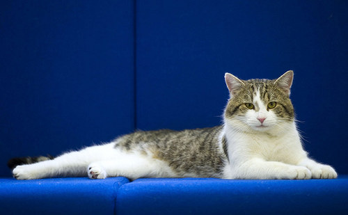 LarryNo10's profile picture. Number 10's Number 1 rat catcher.