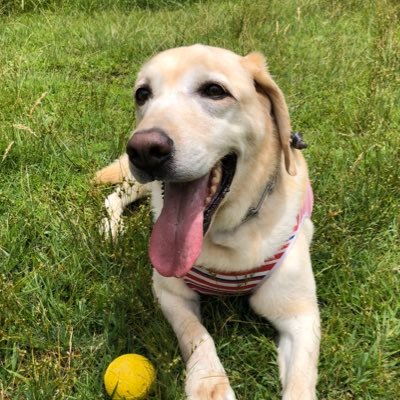 thunnusorienta1's profile picture. 