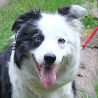 Collies, Coffee Shops and Holly the Collie🌈(@HollyTCollie) 's Twitter Profile Photo