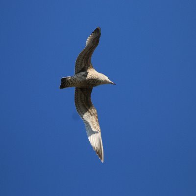 野鳥の撮影にはまって早6年目、年数は経過しても野鳥との出会いは気まぐれ、ぼちぼちポストする状況です。
無言でのフォローをお許しください。