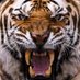 Waverly Tigers Wrestling (@scottgr56603097) Twitter profile photo Waverly Tigers Wrestling (@scottgr56603097) Twitter profile photo