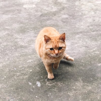 johsu's profile picture. 