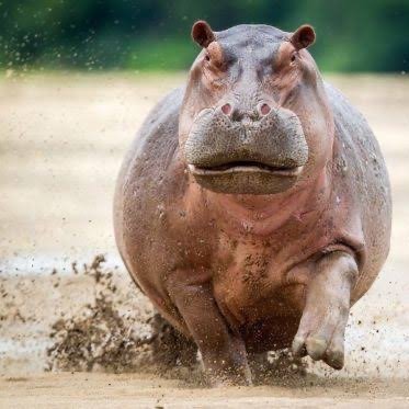 めんそーれ！北海道のランニングチーム所属。100%子育てアカウント。