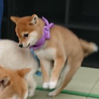 七瀬川 (@7segawa7) 's Twitter Profile Photo 七瀬川 (@7segawa7) 's Twitter Profile Photo
