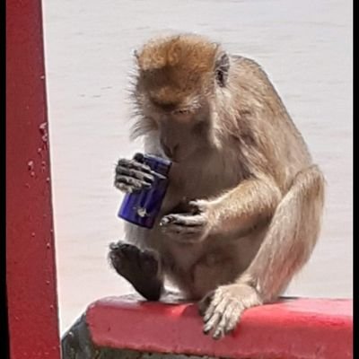Antonio25422358's profile picture. tertawa..