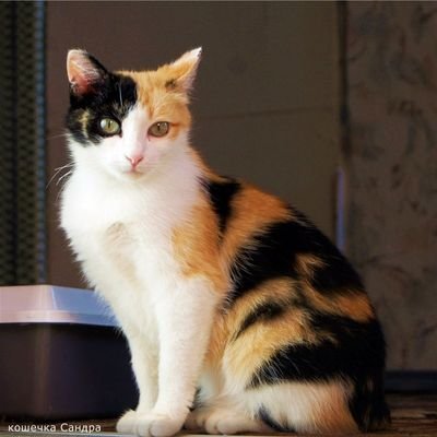 PMMmLjHsfFA2o8O's profile picture. Я Лиза супер 😘😘😘