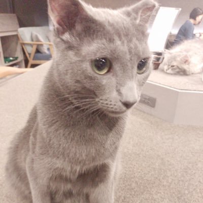 portfield10's profile picture. ヌコ
