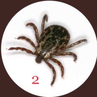 ㄈ凡尺尺凡尸凡イロ 🔞 perfil reserva (@carrapatogruda) 's Twitter Profile