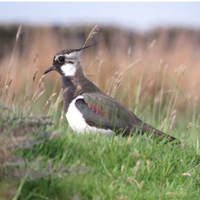 WildlifeDales (@wildlifedales) 's Twitter Profile Photo WildlifeDales (@wildlifedales) 's Twitter Profile Photo