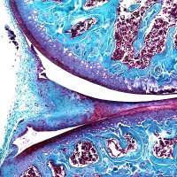 Andreas Ramming's Lab @ UKER (@ramminglab_uker) 's Twitter Profile