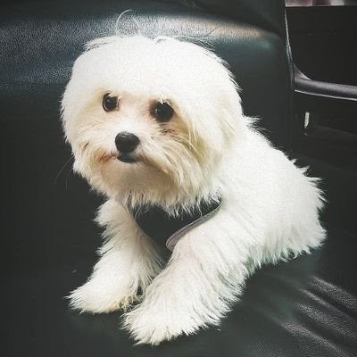 Hi my name is Nico🐾 | Purebred Maltese | 🐩

| North American Purebred Registry | 🗞

| Vancouver - BC | 🇨🇦 | Want to be friends?| 🌍
