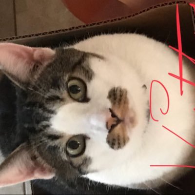 RickRoman18's profile picture. husband married 26 years . Donald Trump supporter 100% . #1 God driven lover Make America great again get rid of dirty dems and others drain satanic swamp!