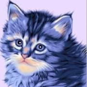 RainbowDesert's profile picture. 