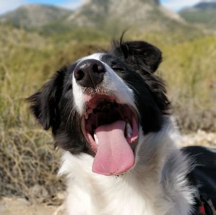 Veterinario, PhD y funcionario del Cuerpo Nacional Veterinario