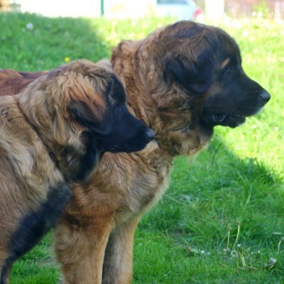 sedmidomky's profile picture. jsem šťastná, že jsme se s leonbergery potkali
jsem šťastná, že žiju