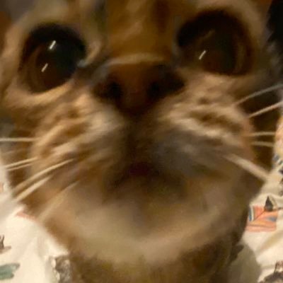 sukibengal Profile Picture