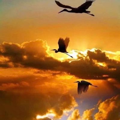 Hussain55582931's profile picture. Happiness