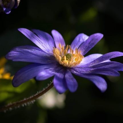 Semi retired. Teacher, Therapist. Cant keep still long. Passionate amateur gardener. Want to see the world.