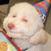 Peter (@peterpopcornya) 's Twitter Profile