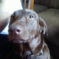 AnnHedonia (@hedoniaann) 's Twitter Profile