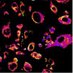 Quantitative Optical Imaging Lab (@walshlab_tamu) Twitter profile photo Quantitative Optical Imaging Lab (@walshlab_tamu) Twitter profile photo