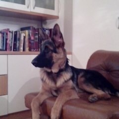 JureKorasa's profile picture. 