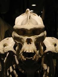 kid_ape's profile picture. apprentice to fat ape.