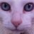 Faltariamascom's profile image