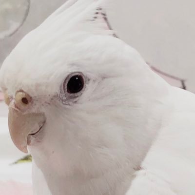 𓅛 papo𓅛さんのプロフィール画像