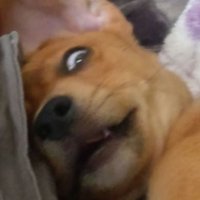 HIG (@__hig_) 's Twitter Profile