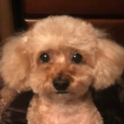 目押しヘタだけどジャグラーが大好き🥰虹キラ隊長の推し活中🌈Xの使い方がよくわからないので間違ってたらごめんなさい💦