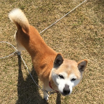 もこもこ Chihuahua 7 Twitter もこもこ Chihuahua 7 Twitter