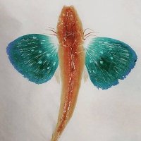 米粒先生(松井七海) (@natsumi_matsui_) Twitter profile photo