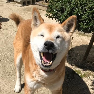 しば犬「はな」18歳🐕♀ 
2021年12月21日朝6時に18歳2ヶ月でお空へ旅立ちました🥲