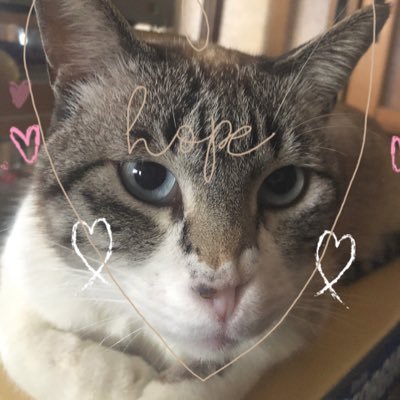 yabuuti03's profile picture. 適当な裏垢 和歌山県のド田舎者です