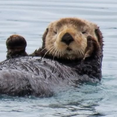 Cliff Lane Otters