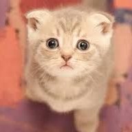 polomimi's profile picture. 喜愛旅遊及電腦資訊，愛畫畫