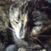 The Tortoise Cat (@tortoise_cat) Twitter profile photo The Tortoise Cat (@tortoise_cat) Twitter profile photo