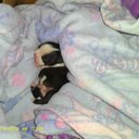 roberta holt - @shazeillia - Twitter