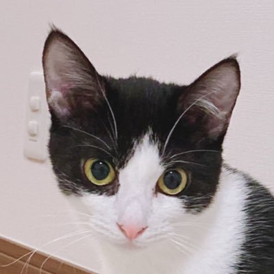 保護猫と暮らすために家を買った50代会社員。三毛猫のぐぅねむとハチワレのぱちを家族に迎えました。