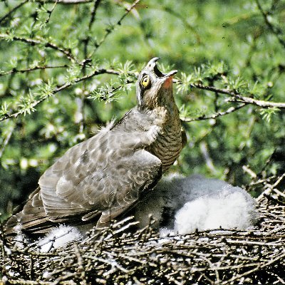 Birds' nesting, Photography, Wild places, Victorian books on wildlife & nature in general