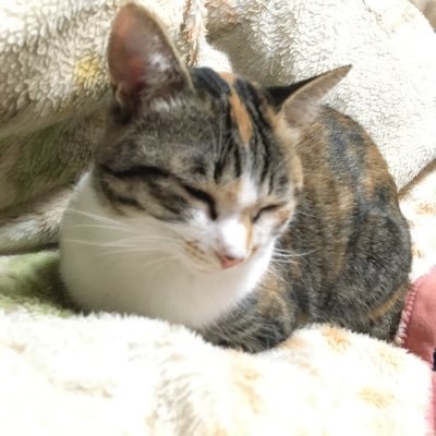 いのくち たかしさんのプロフィール画像