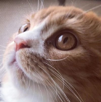 konchanvlrt's profile picture. さあみんなもご一緒に、デマーシアァァァァ！！！！！！！！