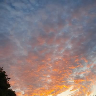 vpolarbearv's profile picture. 