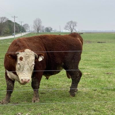 grizzbluefalcon's profile picture. I like bicycles and boobs.