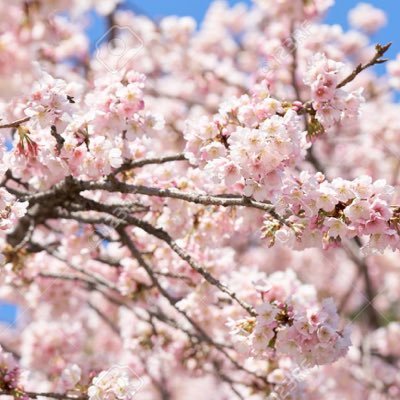 alllotaib32's profile picture. new account … old acc @alotaibiii32 / يناير🌿