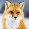 TheFoxGuy2's profile picture. Y = AX² + BX + C                                                                                   
                X = - B ± _/∆ / 2 • A   ∆ = B² - 4 • A • C
✍