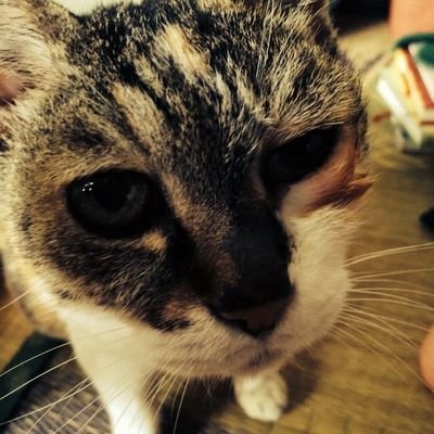 アニメ、マンガは米みたいなもん(・∀・)なくちゃ生きてけない!いざ2次元の世界へLet's Go!!萌より燃えが好きです。