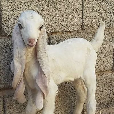 paathi_raja's profile picture. बहिर पेटि मा बसेर  घाम टाप्दै थिय police हरु एक्कासी आए र सबै मानिस भागे अनि म पनि भाग्दै थिय र पछि पो झल्यास्स भयो म त पाठि हु भनेर अनि तेइ बसिरखे