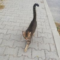 NAVY SAILOR COMMANDO (@sailor_commando) Twitter profile photo